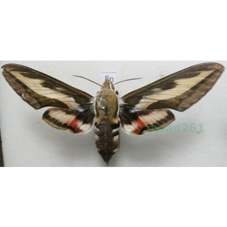 Hyles gallii (Rottemburg, 1775) Zmrocznik przytuliak Poland8n